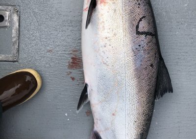 Sitka Salmon Fishing, Sitka Alaska Fishing Charters, Khaz Charters