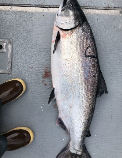 Sitka Salmon Fishing, Sitka Alaska Fishing Charters, Khaz Charters